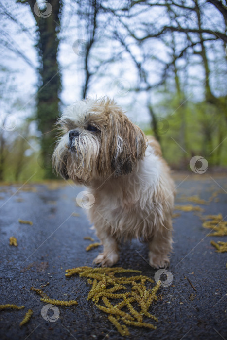 Скачать собака ши тцу гуляет фотосток Ozero