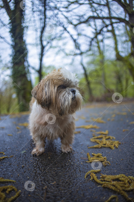 Скачать прогулки с собакой ши-тцу фотосток Ozero