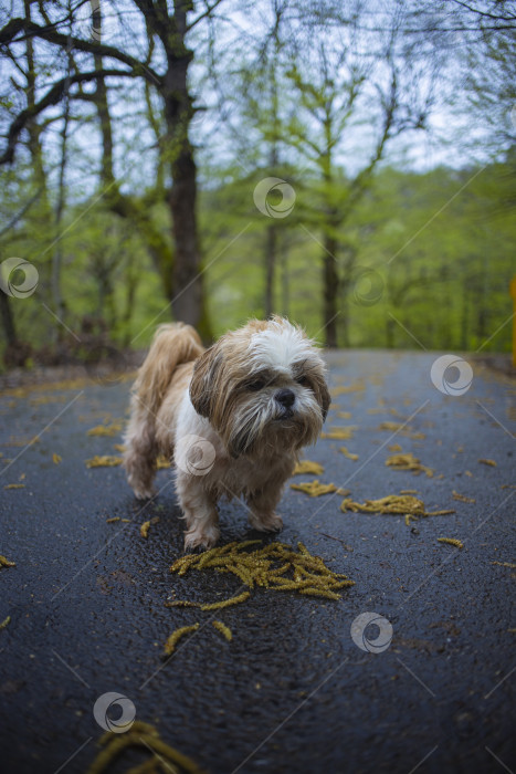 Скачать собака ши тцу гуляет фотосток Ozero