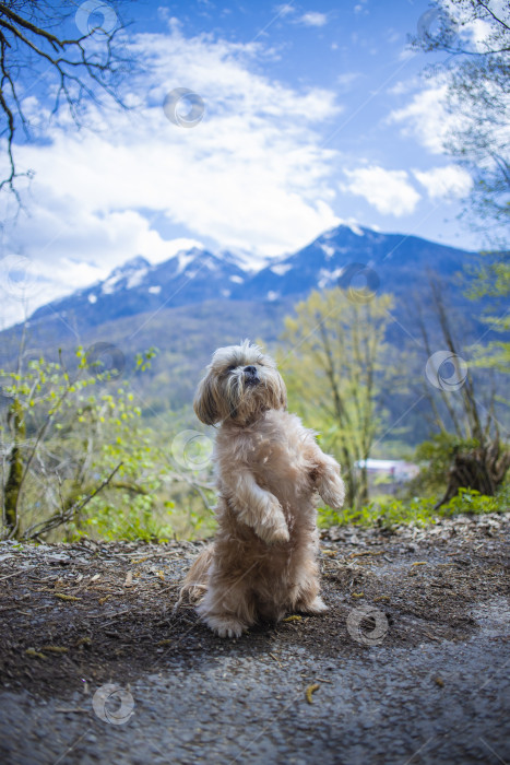 Скачать прогулки с собакой ши-тцу фотосток Ozero