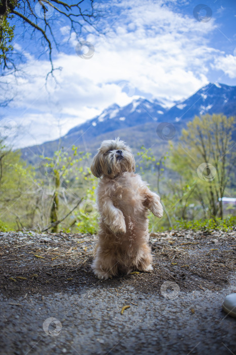 Скачать собака ши тцу гуляет фотосток Ozero
