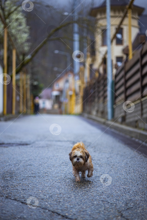 Скачать собака ши тцу фотосток Ozero