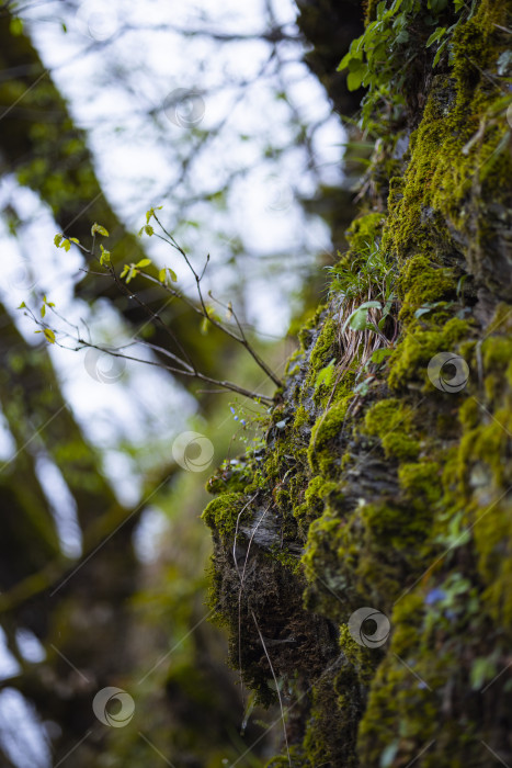 Скачать цветы в горах фотосток Ozero