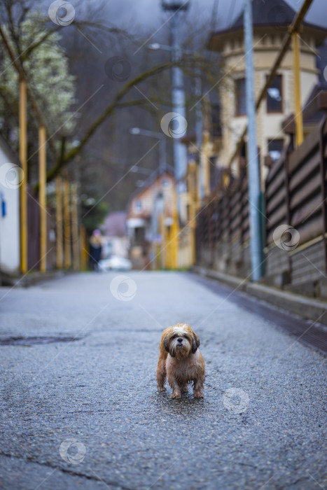 Скачать собака породы ши-тцу фотосток Ozero