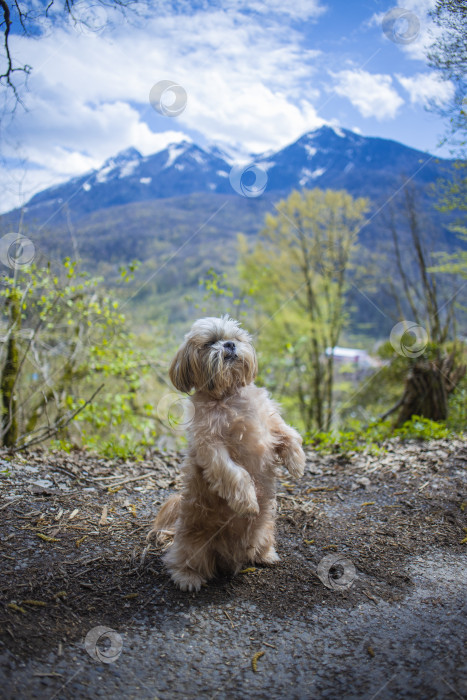 Скачать собака ши тцу гуляет фотосток Ozero