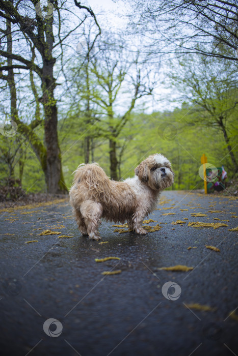 Скачать собака ши тцу гуляет фотосток Ozero