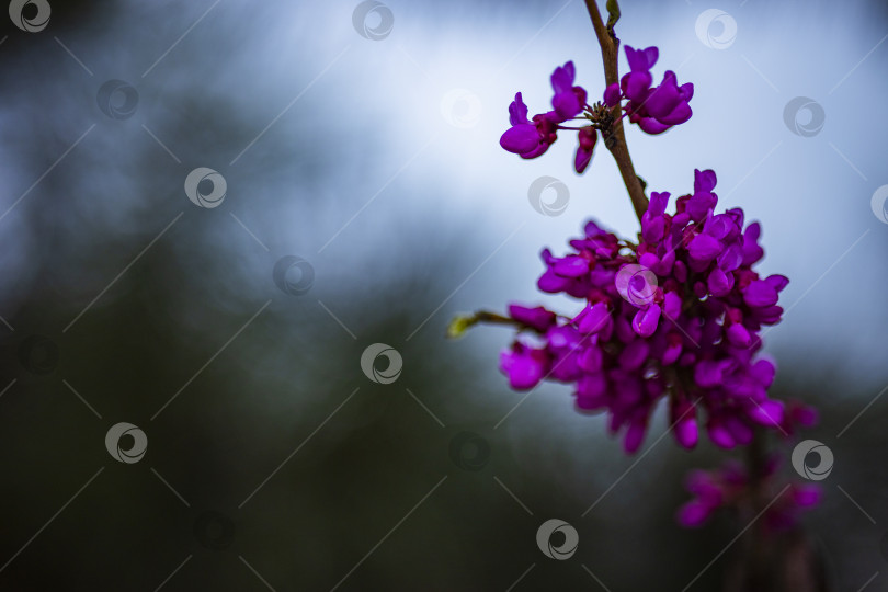 Скачать цветы в горах фотосток Ozero