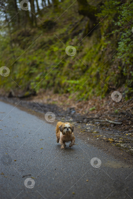 Скачать собака ши тцу гуляет фотосток Ozero