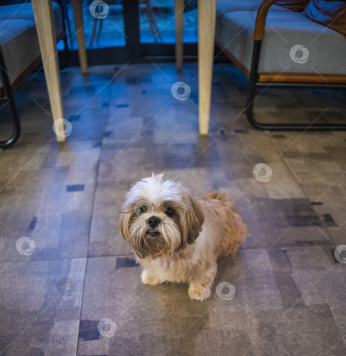 Скачать собака ши тцу фотосток Ozero