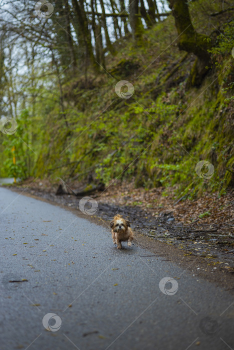 Скачать собака ши тцу гуляет фотосток Ozero
