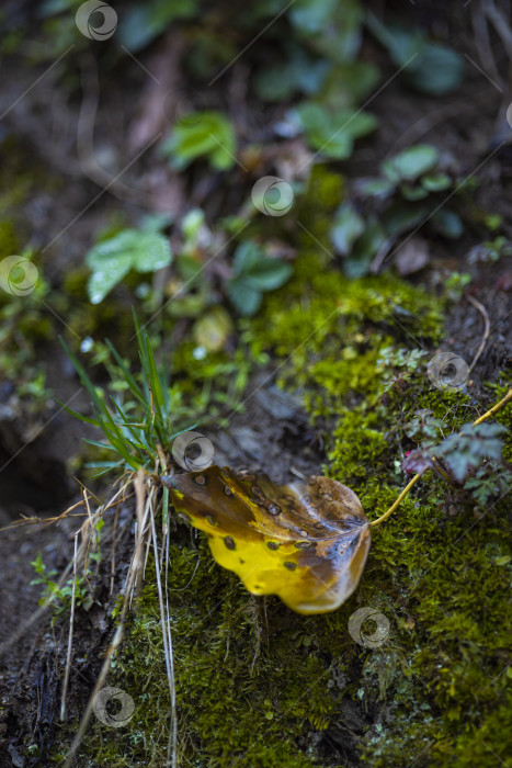 Скачать цветы растущие в горах фотосток Ozero
