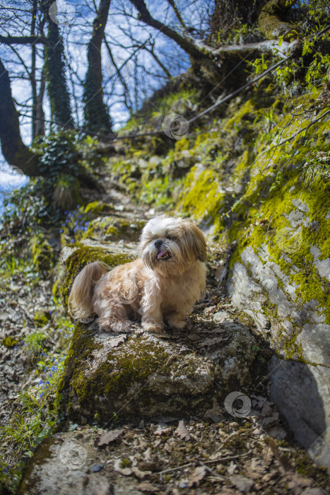 Скачать собака ши тцу гуляет фотосток Ozero