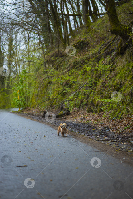 Скачать собака ши тцу гуляет фотосток Ozero