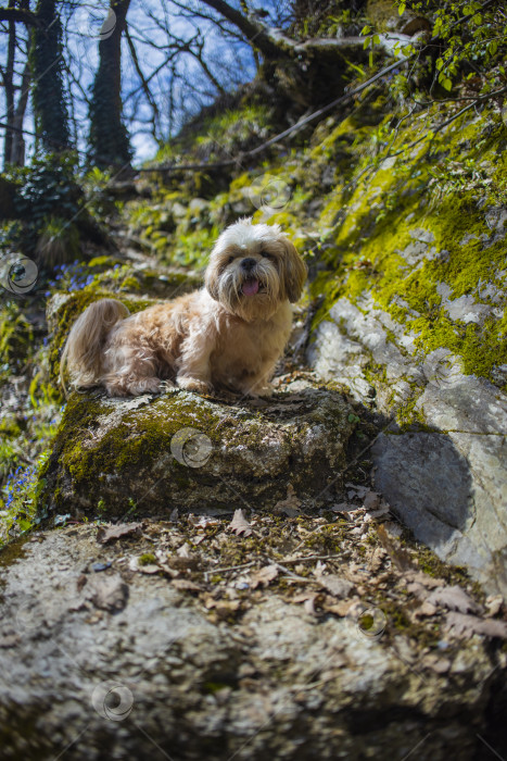 Скачать прогулки с собакой ши-тцу фотосток Ozero