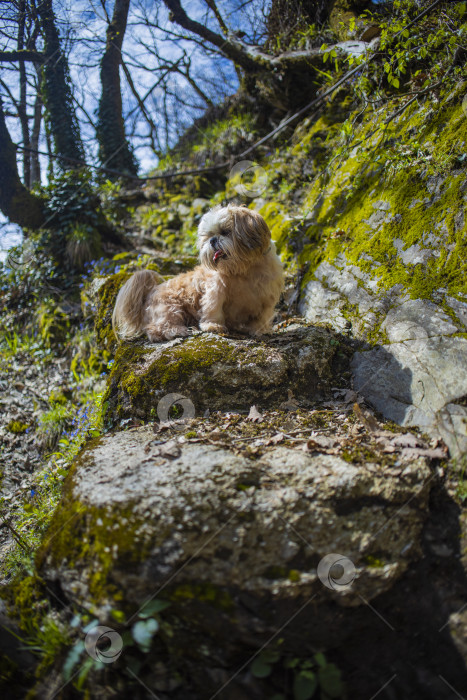 Скачать собака ши тцу гуляет фотосток Ozero
