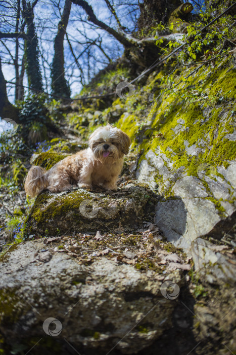 Скачать прогулки с собакой ши-тцу фотосток Ozero