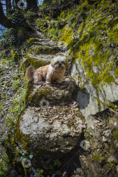 Скачать собака ши тцу гуляет фотосток Ozero