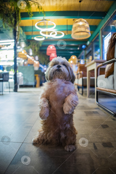 Скачать собака породы ши-тцу фотосток Ozero