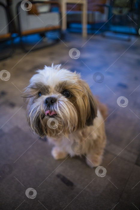 Скачать собака ши тцу фотосток Ozero