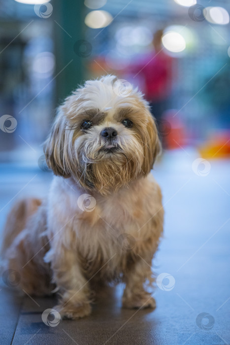 Скачать собака ши тцу фотосток Ozero