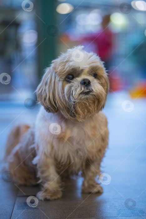 Скачать собака породы ши-тцу фотосток Ozero