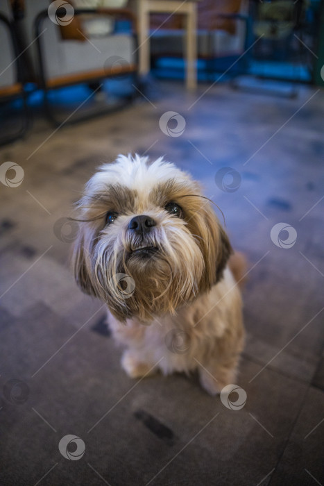 Скачать собака породы ши-тцу фотосток Ozero