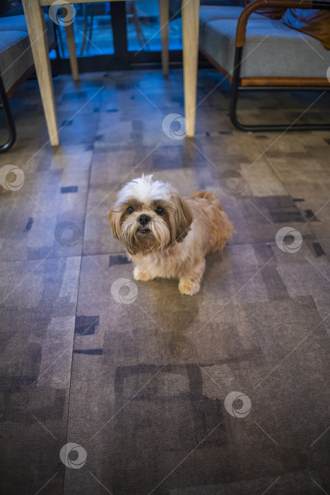 Скачать собака ши тцу фотосток Ozero