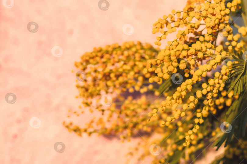 Скачать желтые цветы мимозы на розовом фоне фотосток Ozero