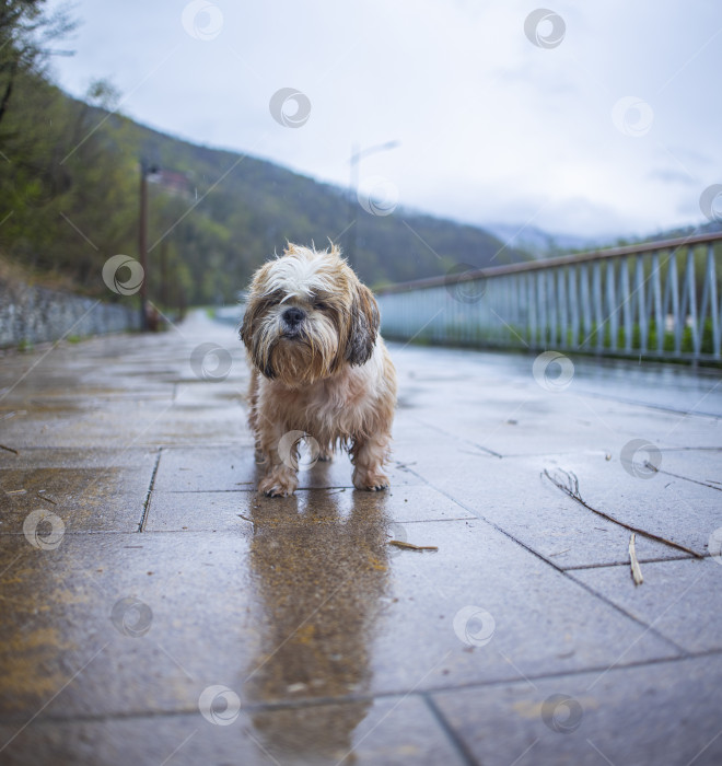 Скачать собака породы ши-тцу фотосток Ozero
