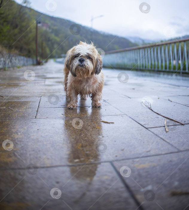 Скачать собака ши тцу на улице фотосток Ozero