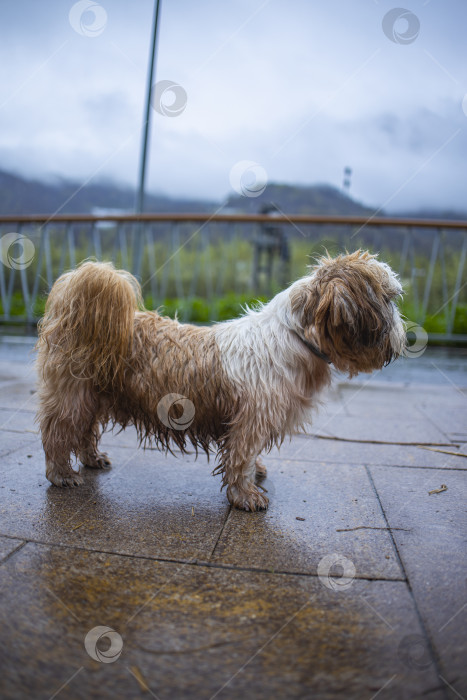 Скачать собака породы ши-тцу фотосток Ozero