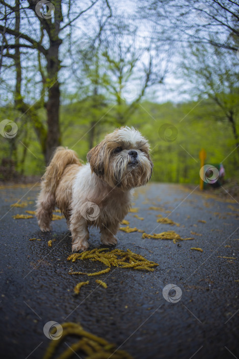 Скачать собака ши тцу гуляет фотосток Ozero