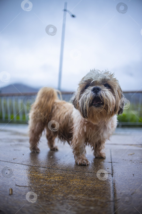 Скачать собака ши-тцу на улице фотосток Ozero