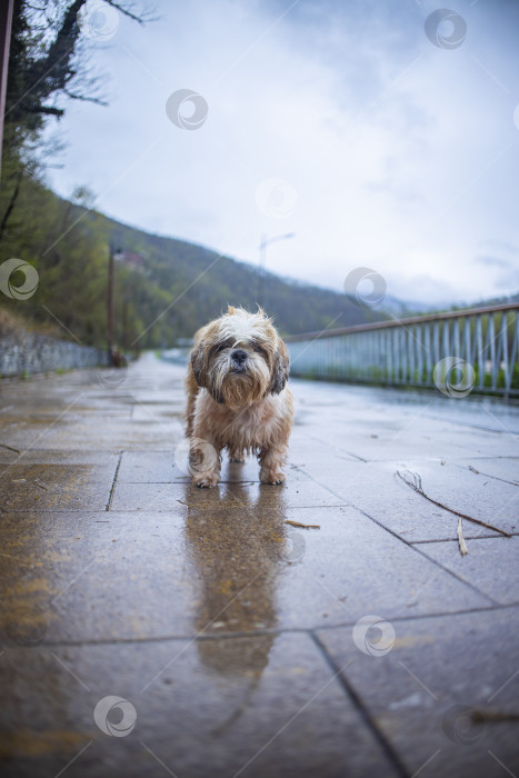 Скачать собака ши тцу на улице фотосток Ozero
