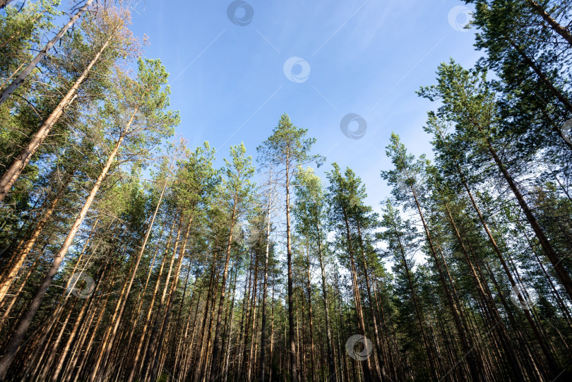 Скачать Сосновый лес фотосток Ozero