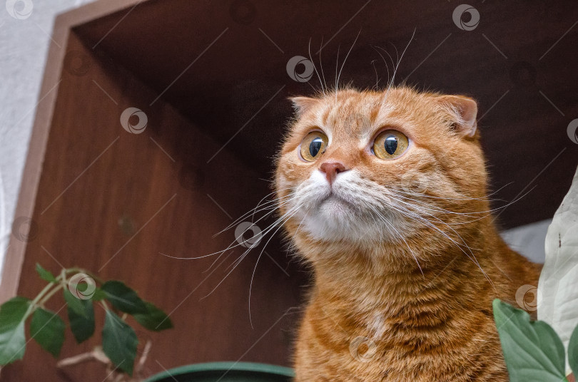 Скачать Удивленный милый рыжий кот с большими глазами в комнате фотосток Ozero