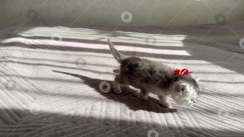 Скачать Маленький серый котенок ползает, принюхивается. Котенок дома фотосток Ozero