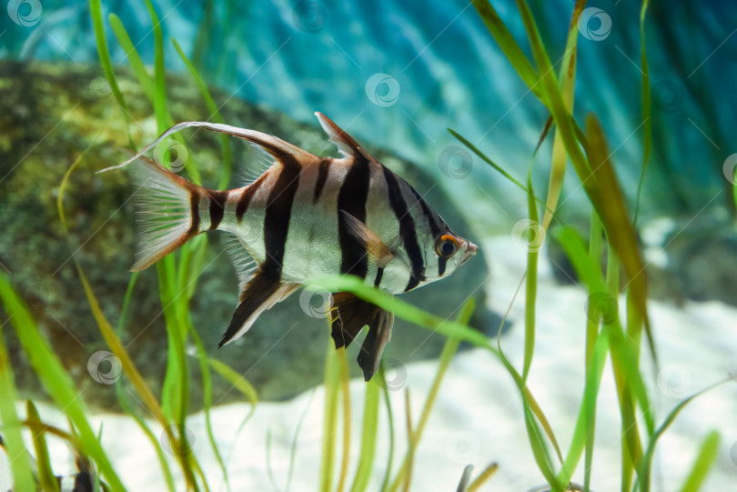 Скачать Рыбка-старушка Enoplosus armatus плавает в одиночестве в стеклянном аквариуме аквариума Сентоза в Сингапуре. Серебристое тело с яркими черными вертикальными полосами фотосток Ozero