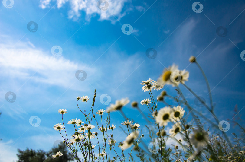 Скачать белая ромашка на фоне голубого неба фотосток Ozero