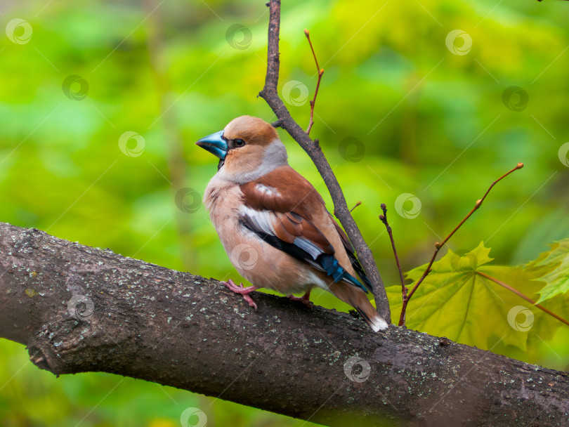 Скачать Ястребиный зяблик, или коккотраустес coccothraustes фотосток Ozero