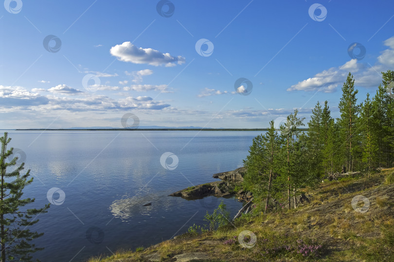 Скачать Сосны на гранитном берегу полярного озера фотосток Ozero
