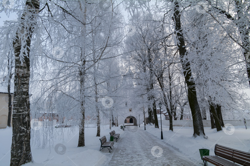 Скачать Красивые деревья с покрытыми инеем ветвями. фотосток Ozero