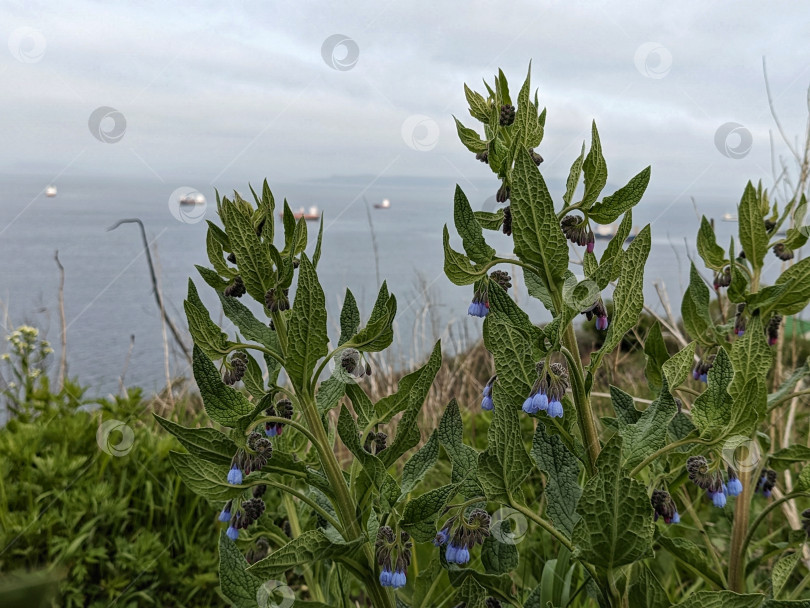 Скачать Растения окопника на размытом фоне моря фотосток Ozero