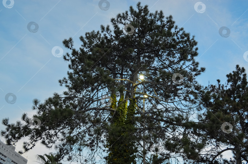 Скачать Россия, Краснодарский край, Сочи. Ноябрь 2024. Парк имени М.В. Фрунзе. фонарь светит сквозь дерево. фотосток Ozero