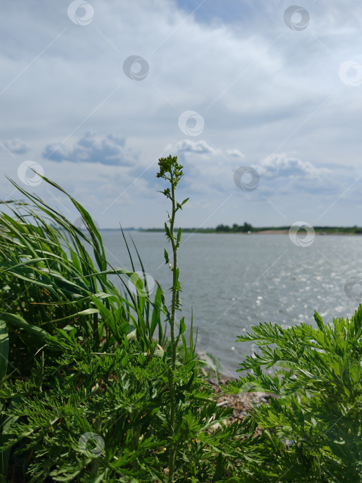 Скачать Травинка фотосток Ozero