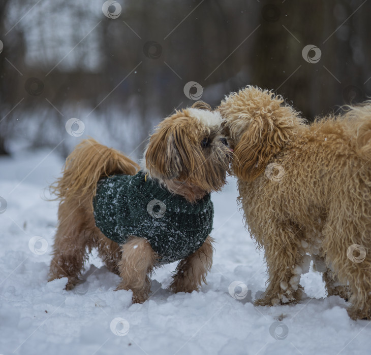 Скачать собака ши тцу играет с другой собакой фотосток Ozero