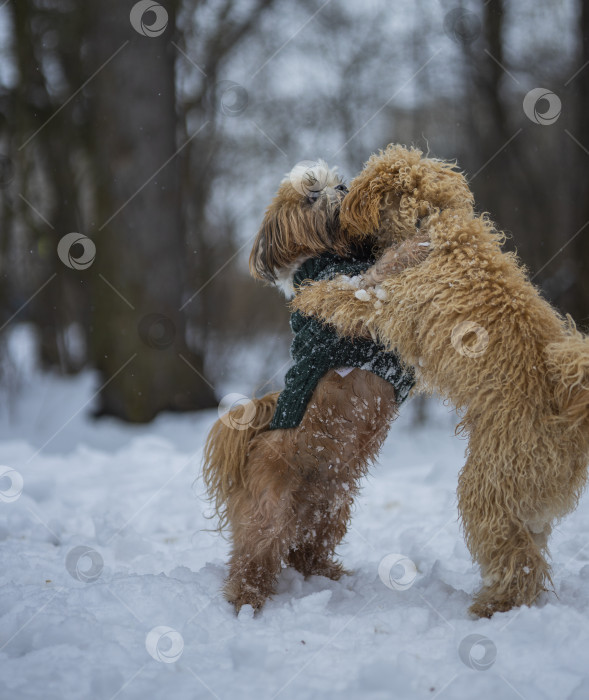 Скачать собака ши-тцу играет с другой собакой фотосток Ozero