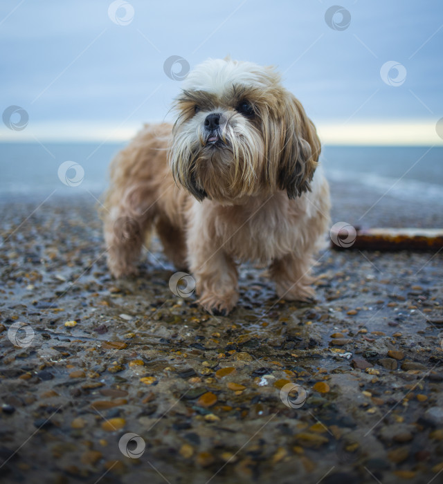 Скачать собака ши тцу отдыхает на пляже фотосток Ozero