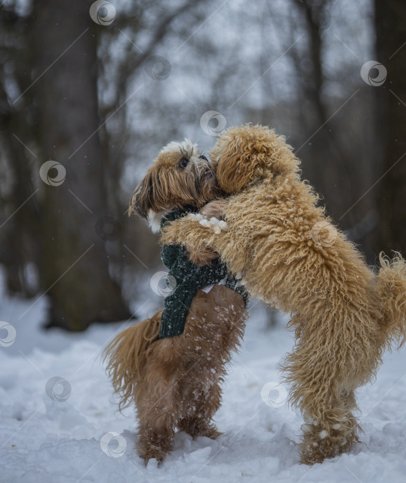 Скачать собака ши тцу играет с другой собакой фотосток Ozero