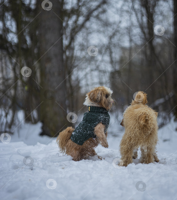 Скачать собака ши-тцу играет с другой собакой фотосток Ozero